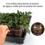 Bandeja Almaciguera germinador semillas MIB-KN100 - Imagen 4