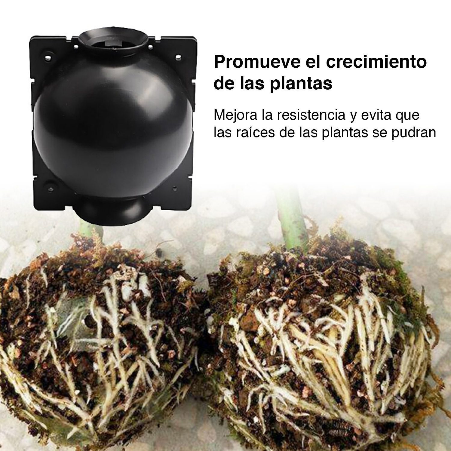 Cápsula Esquejera enraizamiento plantas x 10 - Imagen 3